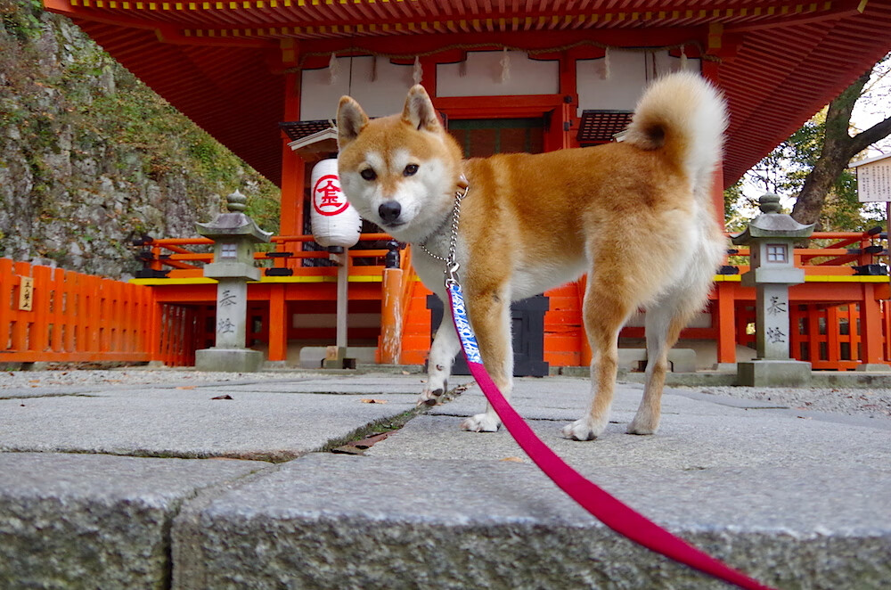 开云体育直播-吉林队血拼湖人，英格拉姆成为关键先生